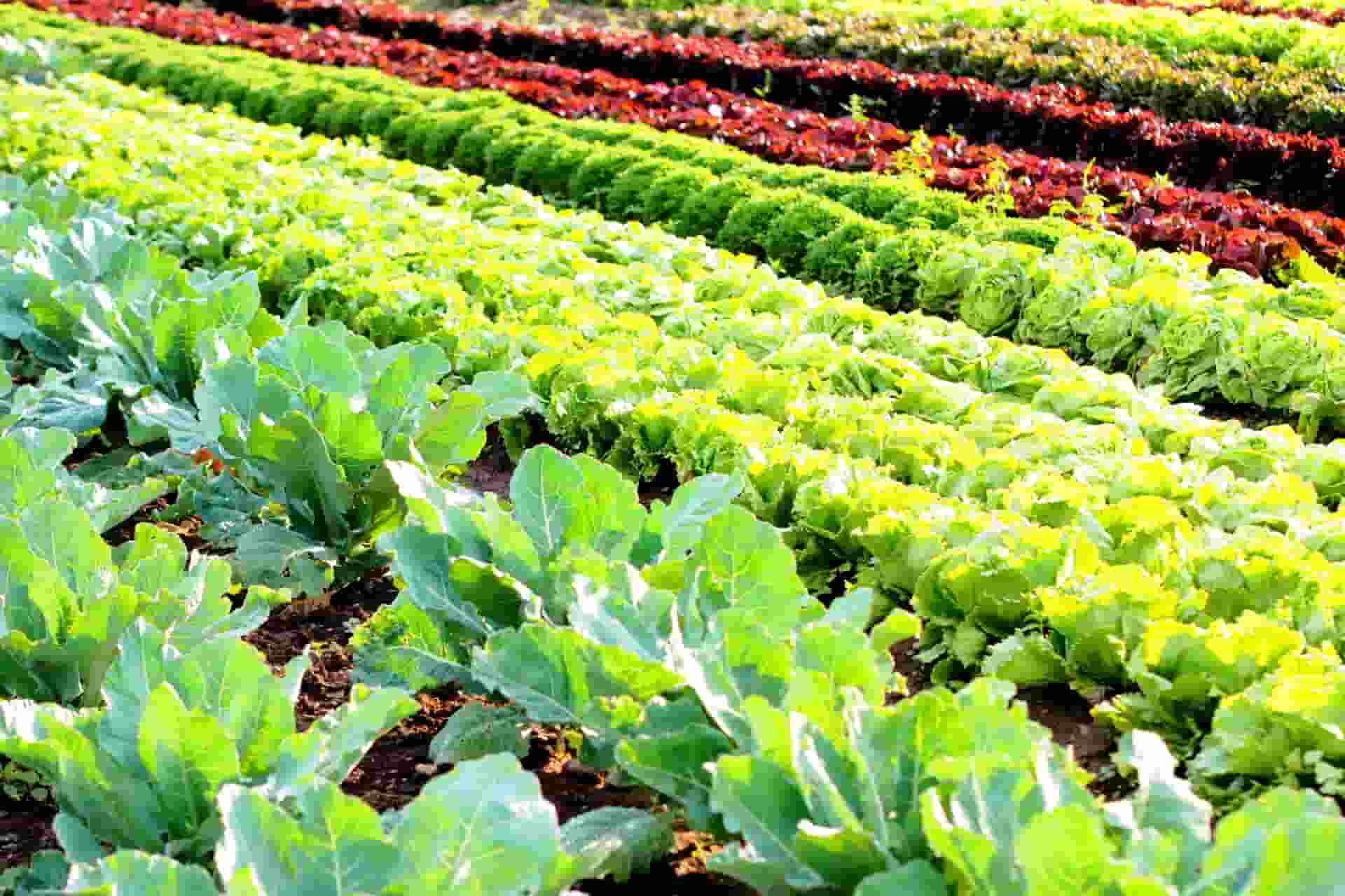 無農薬の畑の画像